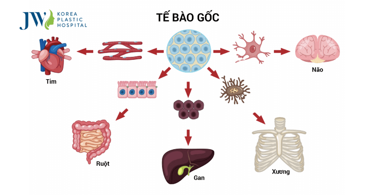 chữa bệnh bằng tế bào gốc