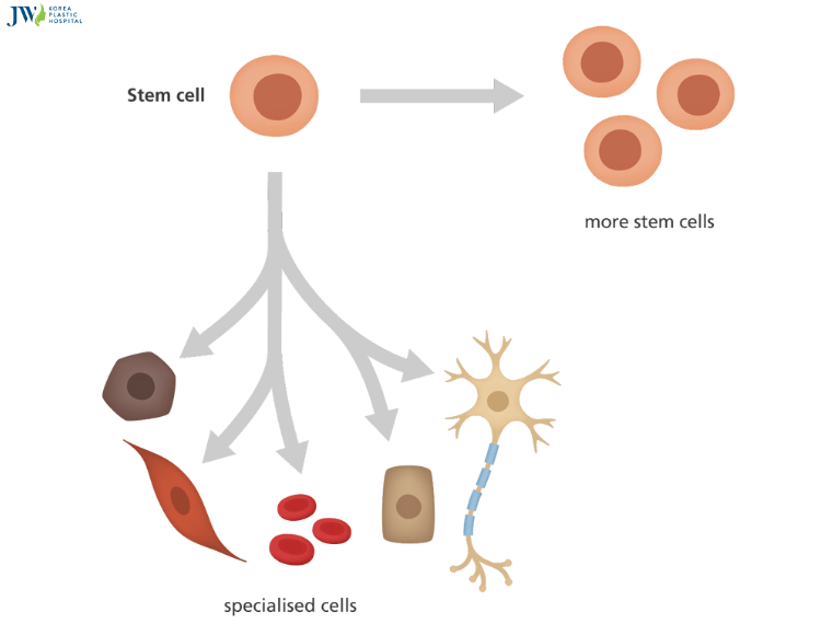 Công nghệ tế bào gốc có gì "hot" mà lại được săn đón?_3
