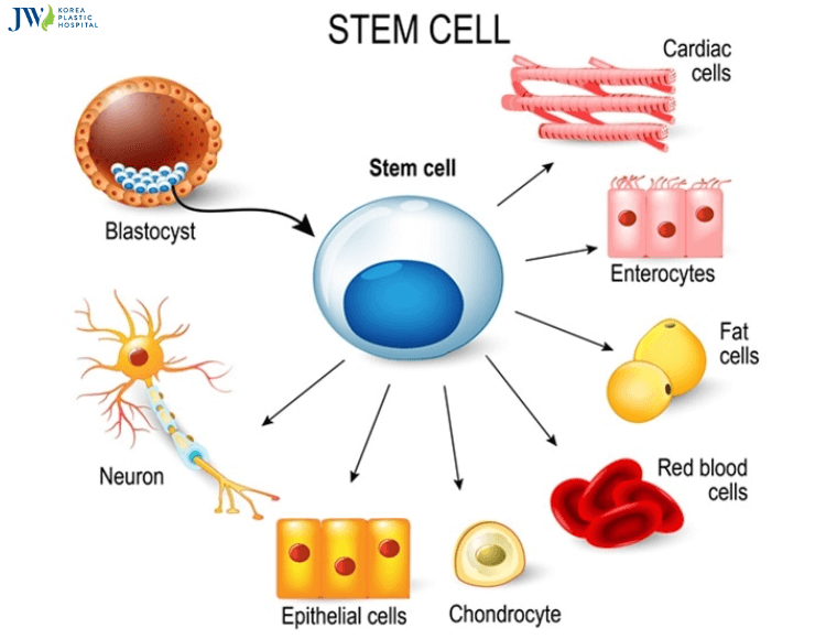  Khái niệm_đặc điểm_nguồn gốc Tế bào gốc