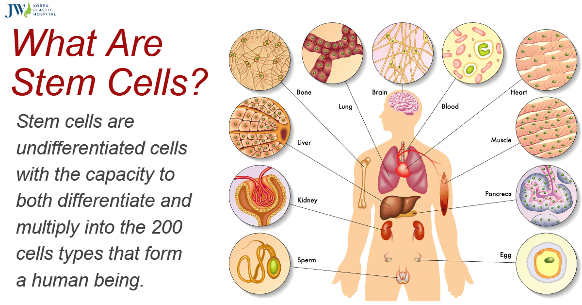Khái niệm_đặc điểm_nguồn gốc Tế bào gốc