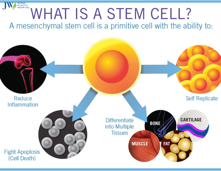 Những điều cần biết về tế bào gốc (Stem Cells)_2