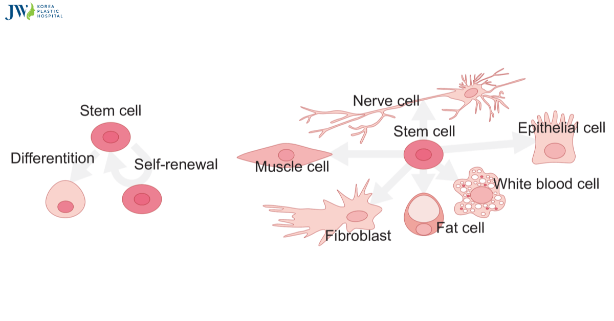 Tế bào gốc - điểm sáng trong y học tái tạo _Thumb