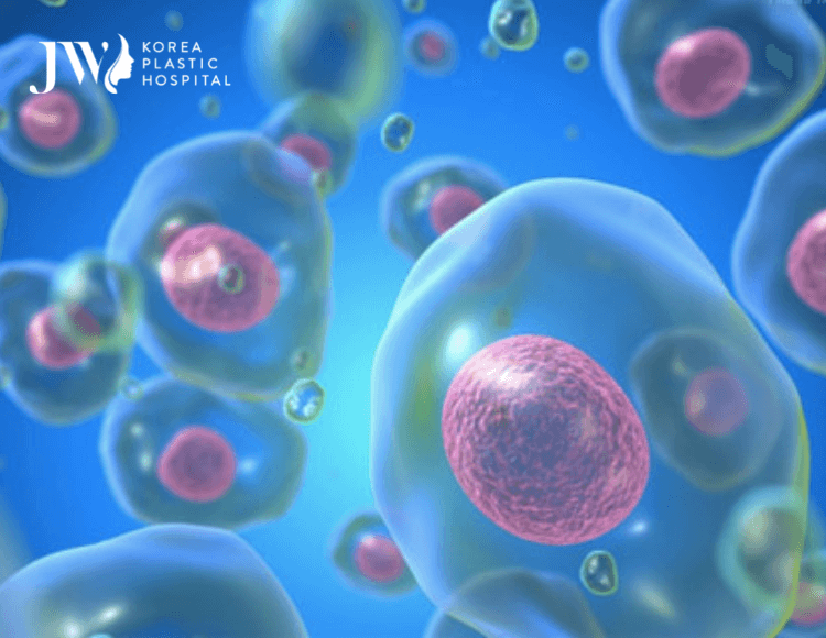 tế bào gốc phôi là gì
