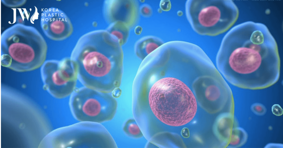 tế bào gốc phôi