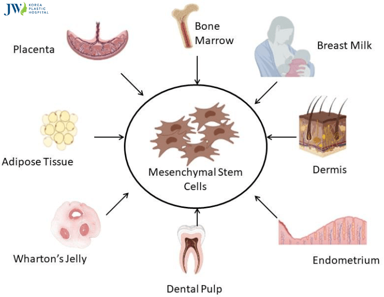Tế bào gốc trung mô và những điều cần biết