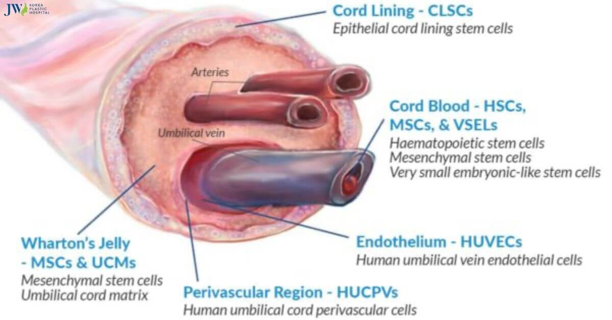 Những điều cần biết về tế bào gốc từ màng cuống rốn Thumb