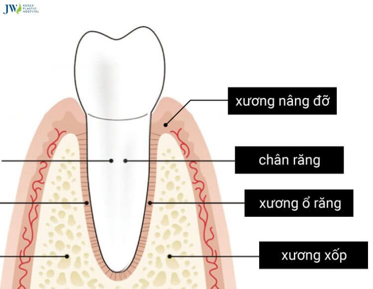 Bạn hiểu gì về hô xương ổ răng? 1