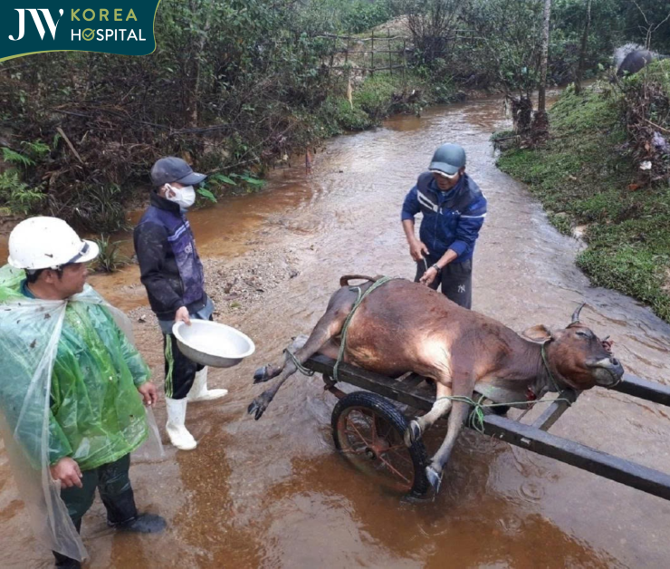 động vật chết trôi dạt mọi nơi sau cơn mưa lũ miền Trung 